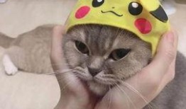 吃瓜了皮卡丘,萌宠界的“八卦”风云