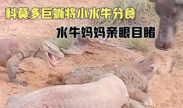 吃瓜巨蜥,揭秘神秘生物的饮食习惯与生存智慧