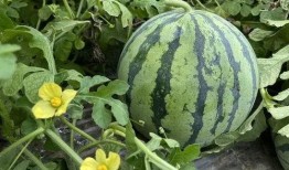 瓜怎么吃最舒服,揭秘最舒适的瓜类食用方法