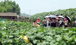 吃瓜村监控,一窥乡村生活百态