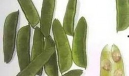 宁德海伦司吃瓜,揭秘背后真相与网络热议