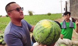 往年吃瓜今年吃瓜图片大全