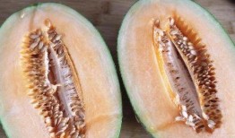 教爸爸吃哈密瓜吃皮,一段温馨的味蕾之旅