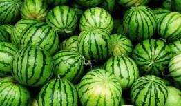 中山必吃榜瓜,探寻中山美食地图的瓜香之旅