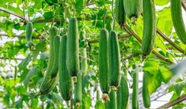 水瓜没人吃,水瓜滞销背后的市场困境与转型启示