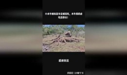 吃瓜巨蜥,揭秘神秘生物的饮食习惯与生存智慧