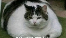 带你吃瓜猫语翻译,带你领略猫界“吃瓜”风云