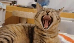 小猫和主人吃瓜表情,表情包萌态十足