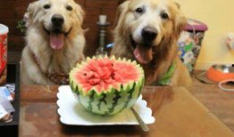 狗狗可以吃脆瓜么,脆瓜是否适合作为狗狗的零食？