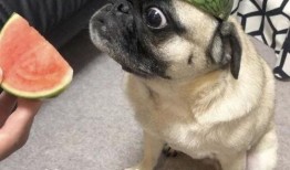 表情包撒娇吃瓜,萌态十足！表情包里的甜蜜瞬间