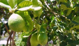 中山婷婷吃瓜,瓜田里的美食探索之旅