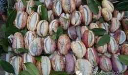 吃蓝色八月瓜,揭秘八月瓜的独特魅力