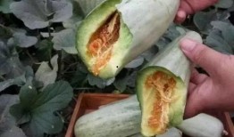 上海怀孕吃瓜,孕期美食分享