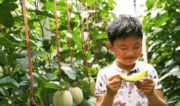 吃网纹蜜瓜,甜蜜诱惑，尽享夏日清新滋味