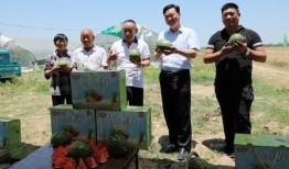 黄泉扎纸人小瓜吃空调,黄泉扎纸人小瓜的空调奇遇记