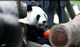 围观吵架吃瓜动物,围观吵架的趣味瞬间