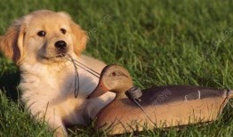 狗可以吃鲜瓜吗,鲜瓜是否适合宠物食用