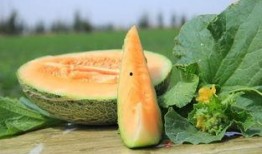 不熟蜜瓜怎么吃,不熟蜜瓜的巧妙食用攻略