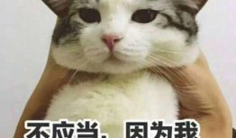 小猫和主人吃瓜表情,表情包萌态十足