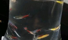 吃瓜好累的图片,揭秘网络热议背后的真相与反思