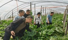 汉源小学吃瓜事件,校园食品安全引发关注