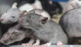 老鼠吃不吃葫芦瓜呢,揭秘啮齿动物的食物偏好之谜