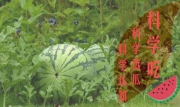 夏至吃瓜群众视频,跟随吃瓜群众探寻传统习俗