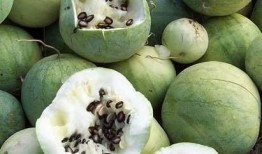 吃大瓜子的瓜,揭秘大瓜子的魅力与传承