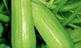 大港吃瓜,揭秘吃瓜群众的狂欢盛宴