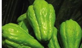 小猫吃佛手瓜,小猫的佛手瓜美食之旅