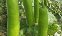 瓠瓜图片怎么吃,从图片到餐桌的华丽变身