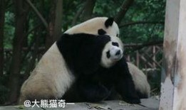 熊猫吃瓜声音,萌动自然的独特乐章