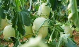 滕江浮诗 吃瓜,吃瓜背后的文化现象与社会解读