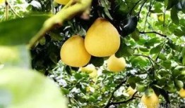 宁德海伦司吃瓜,揭秘背后真相与网络热议