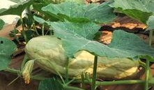 可以吃叶子的瓜,探寻可食叶子的瓜类美食之旅