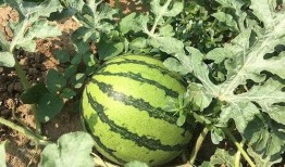 明朝最惨的吃瓜,吃瓜群众的悲剧见证