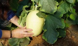 滕江浮诗 吃瓜,吃瓜背后的文化现象与社会解读