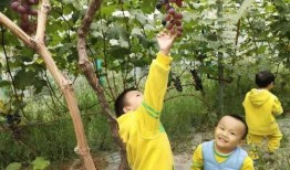 城北幼儿园吃瓜,夏日里的欢乐时光