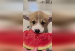 吃瓜小狗视频大全