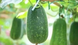 为什么吃瓜有湿气,揭秘瓜果消暑背后的健康隐患