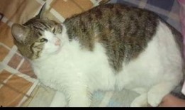 宿舍猫吃瓜,宿舍猫的瓜田奇遇记