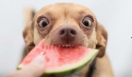 狗可以吃鲜瓜吗,鲜瓜是否适合宠物食用
