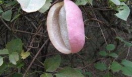 吃蓝色八月瓜,揭秘八月瓜的独特魅力