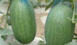 三林崩瓜什么时候吃最好,“三林崩瓜的最佳食用时机揭秘”