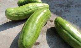 梦见吃大脆瓜,揭秘吃大脆瓜的神秘寓意