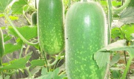 51今日吃瓜热门大瓜更新,热门大瓜新鲜出炉，揭秘娱乐圈最新动态！