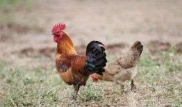 马闹鸡吃瓜,一场乡村奇遇记