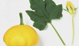 可以吃叶子的瓜,探寻可食叶子的瓜类美食之旅