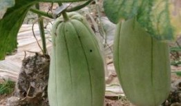 梦见吃大脆瓜,揭秘吃大脆瓜的神秘寓意