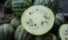 贵州老瓜怎么吃,解锁传统美食新体验